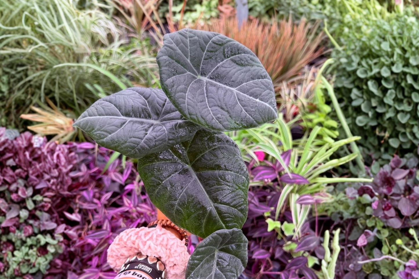 Alocasia Maharani Exact Live Plant – 4-Inch Pot – Alocasia 'Maharani'
