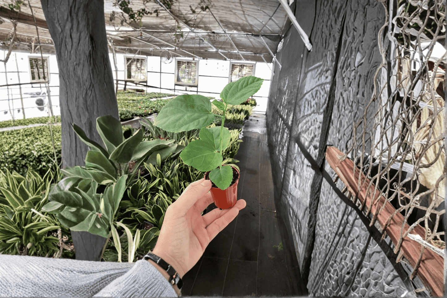 2 El Capitolio Orange Hibiscus Starter Plants – Bare Root – Hibiscus rosa-sinensis 'El Capitolio Orange'