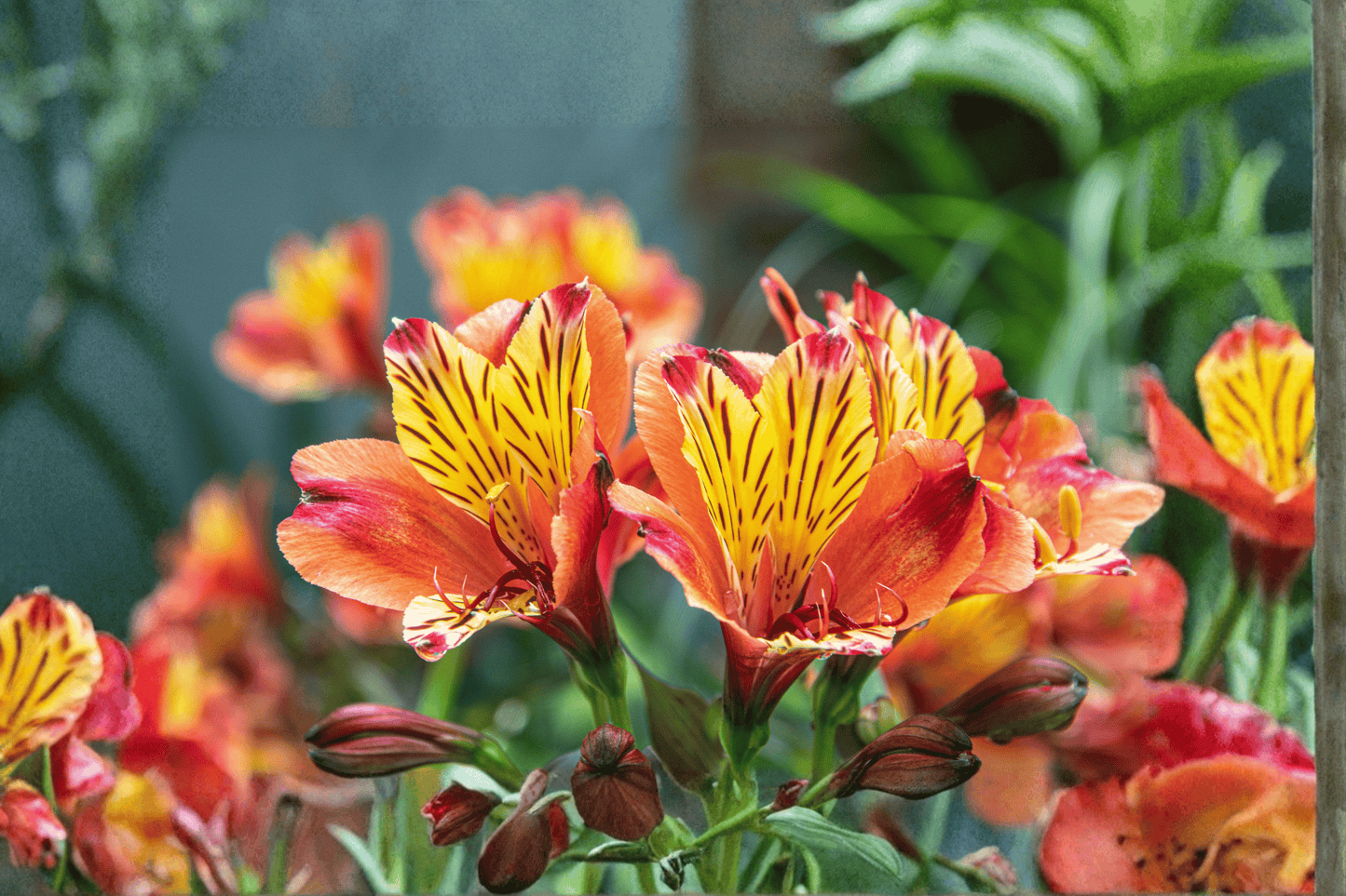 Princess Diana Princess Lily 1 Gallon Live Plant – Alstroemeria ‘Princess Diana’
