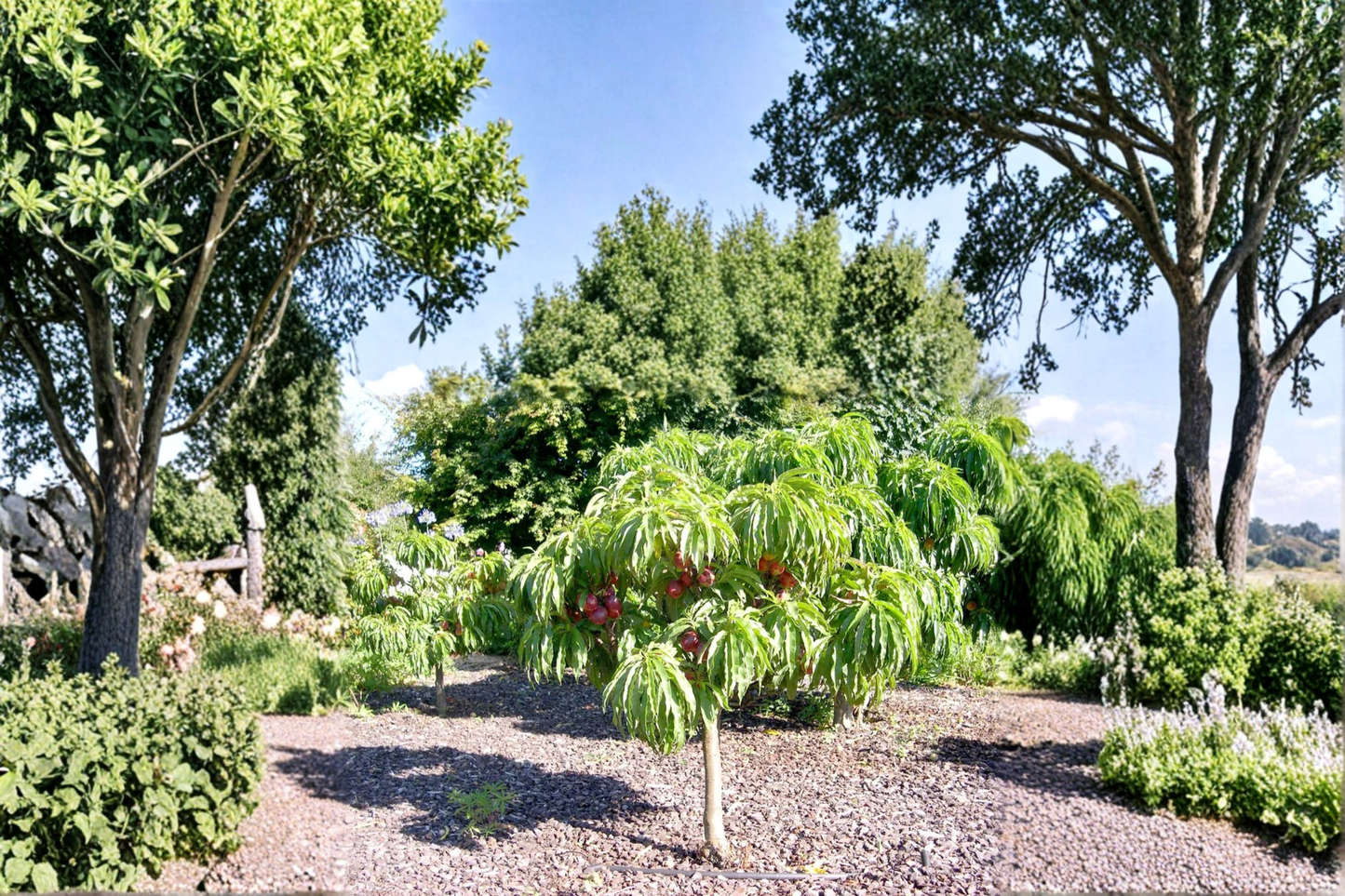 Desert Delight Nectarine Tree 4–6 Ft Live Fruit Tree, Sweet Nectarine Plant for Garden Orchard Outdoor