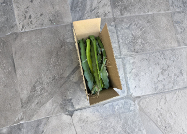 Dragon Fruit Cuttings Lot of 30 Unrooted Pitaya Plant Cuttings 8–12 Inches Long for Planting