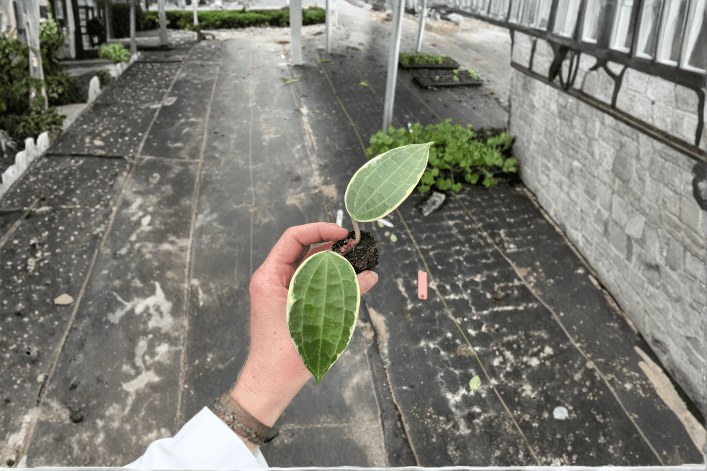 2 Variegated Hoya macrophylla Starter Plants – Live Hoya macrophylla Houseplants
