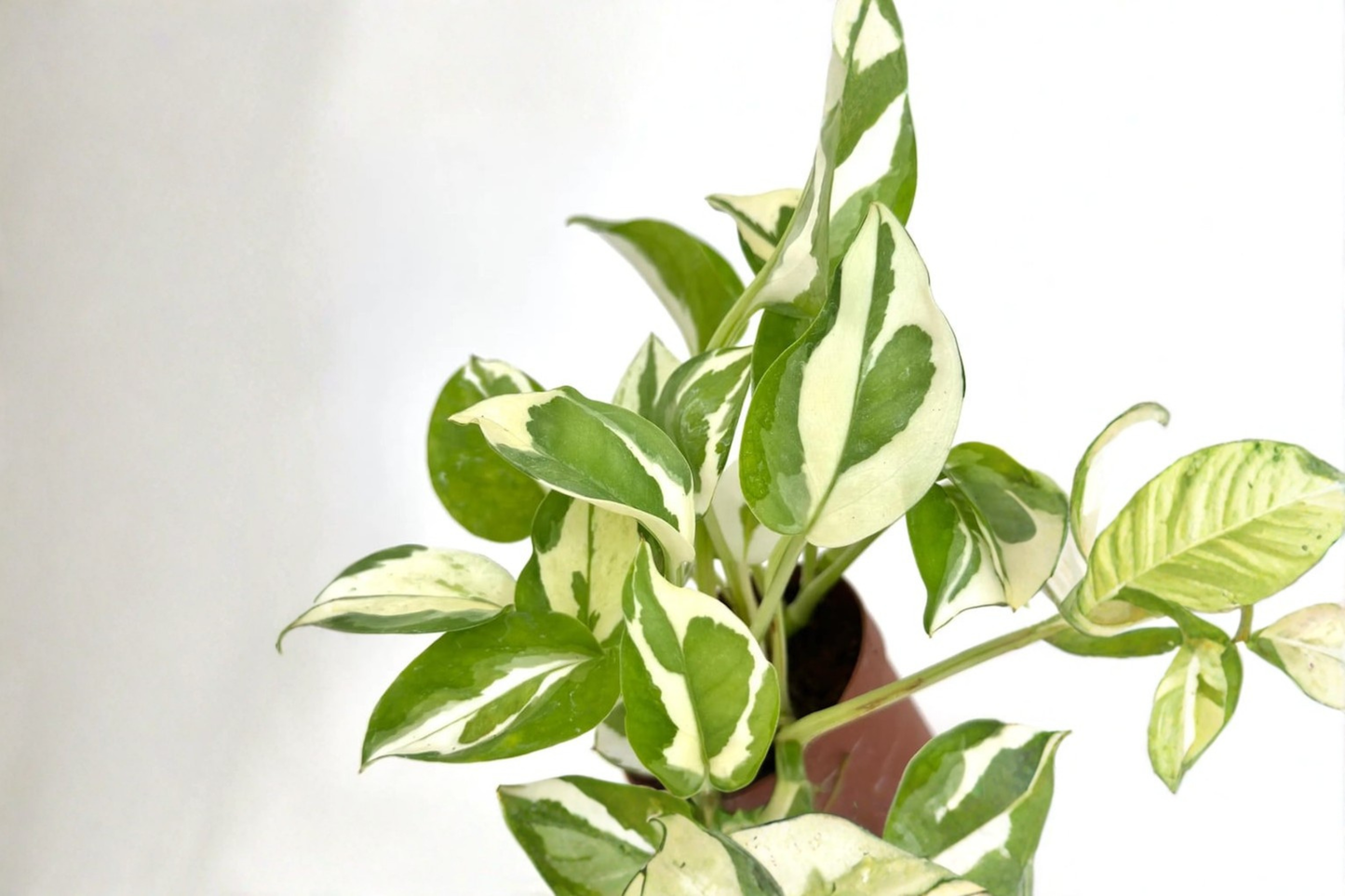 Pothos Plant Bundle Live Epipremnum Variegated Cuttings Indoor Ivy Vine Houseplant Starter Plant Gift