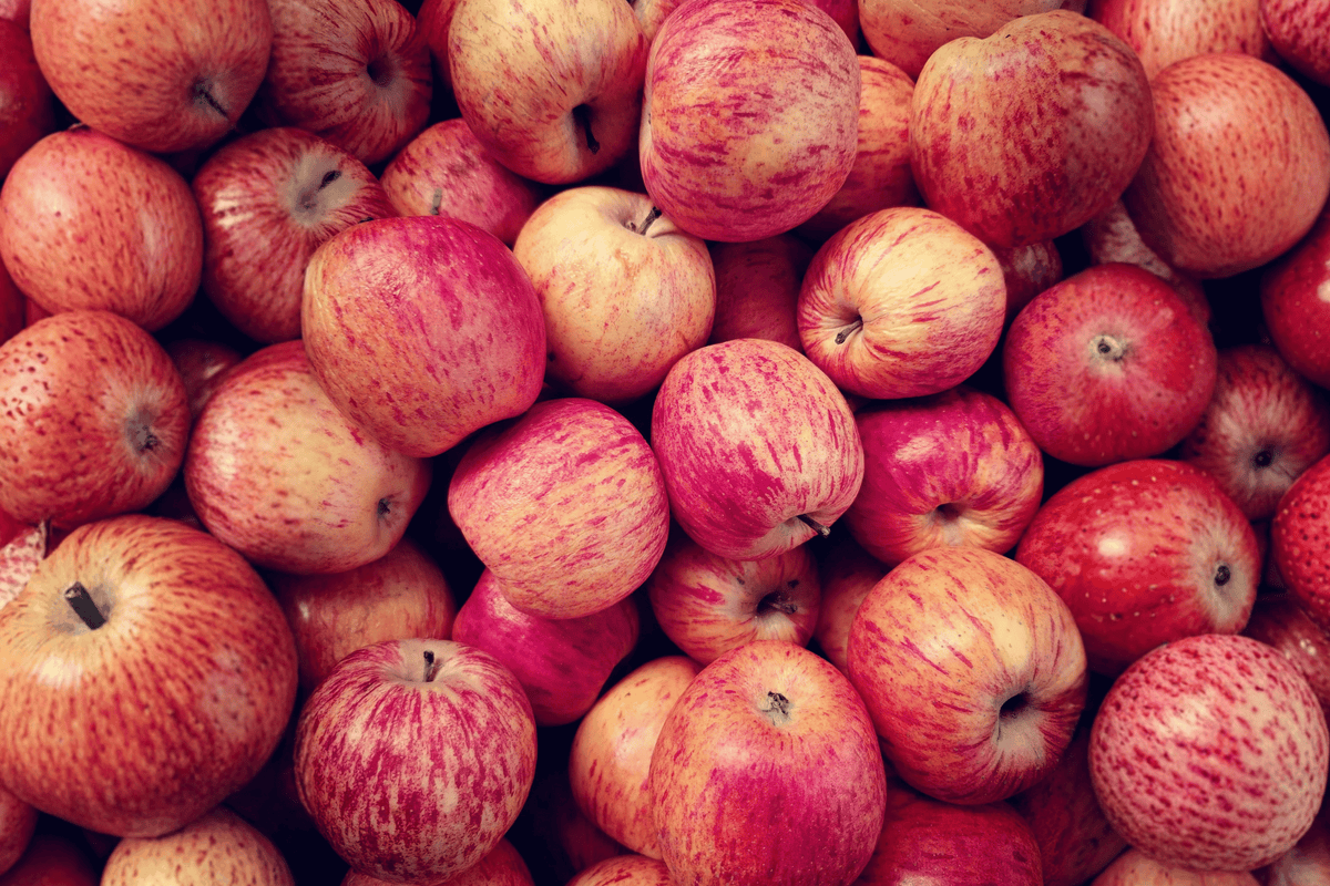 Braeburn Apple – 1 Live Fruit Tree, 2-Gallon Size – Malus domestica ‘Braeburn’