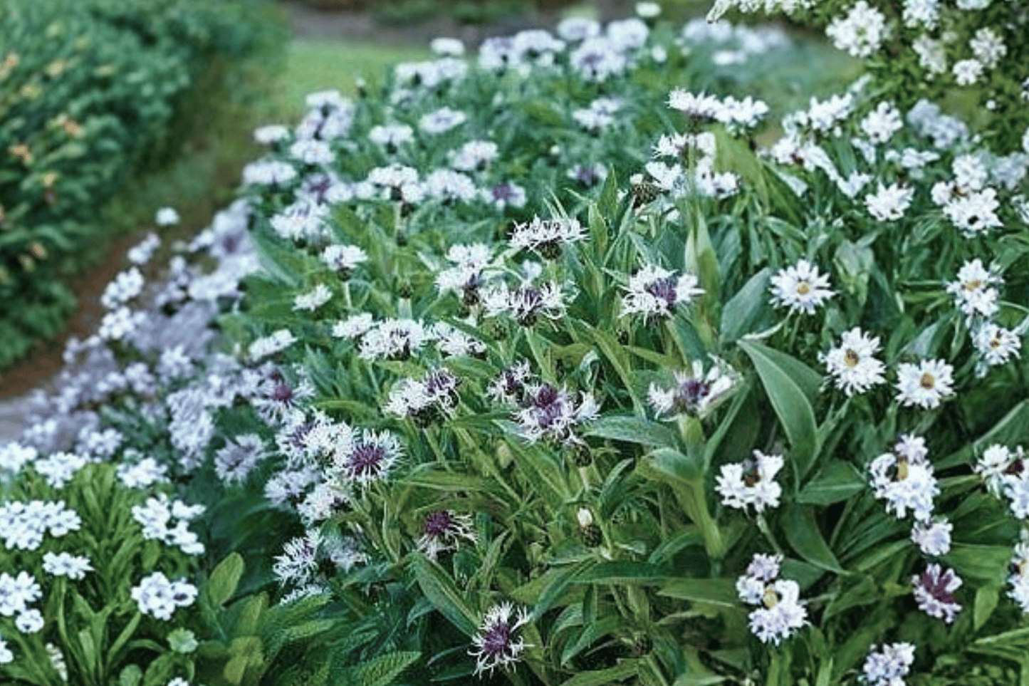 Amethyst in Snow Cornflower 1 Live Plant – 4-Inch Pot – Centaurea montana ‘Amethyst in Snow’