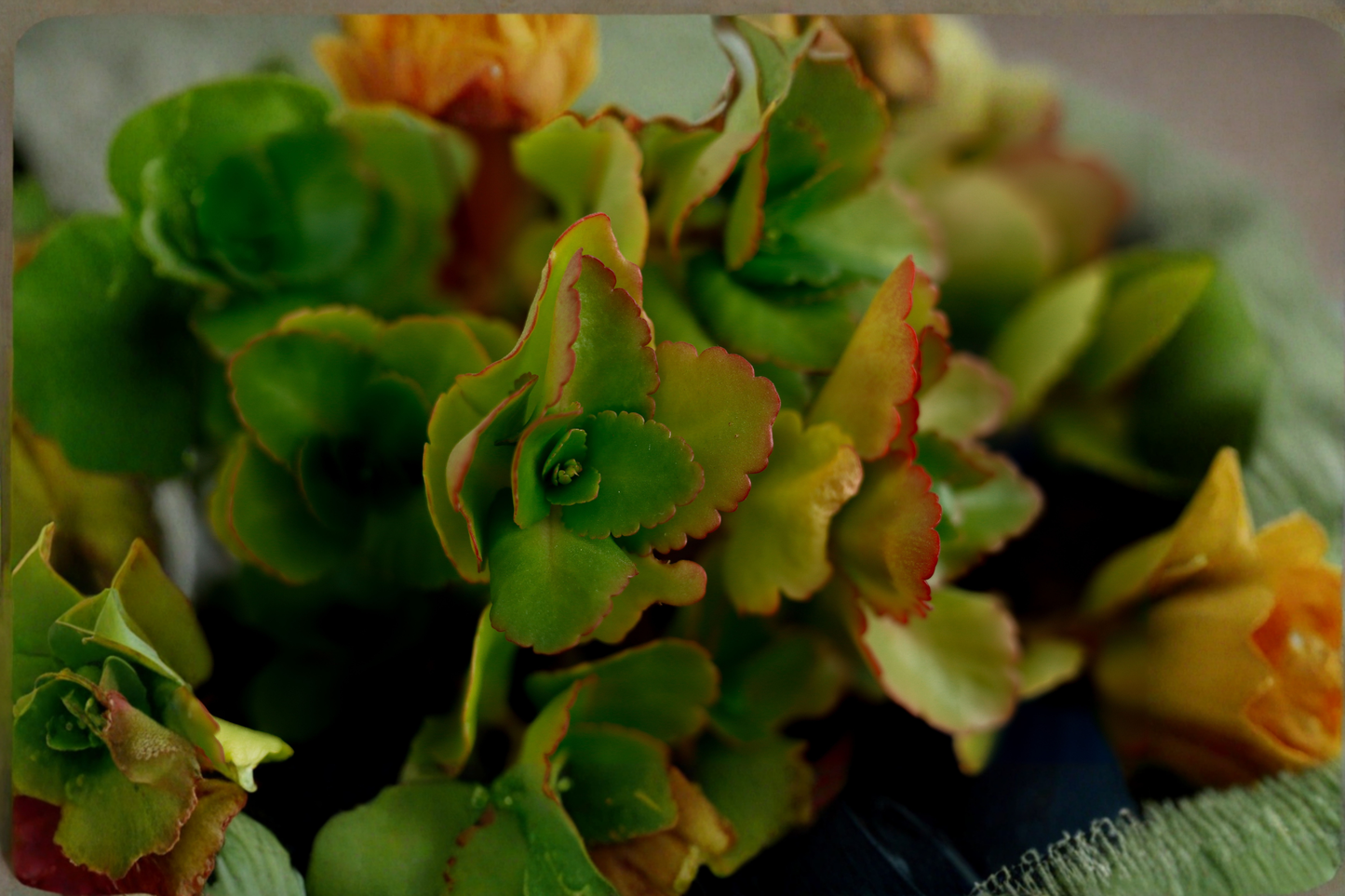 Calico Kitten Live Succulent in 2-Inch Pot – Crassula pellucida subsp. marginalis