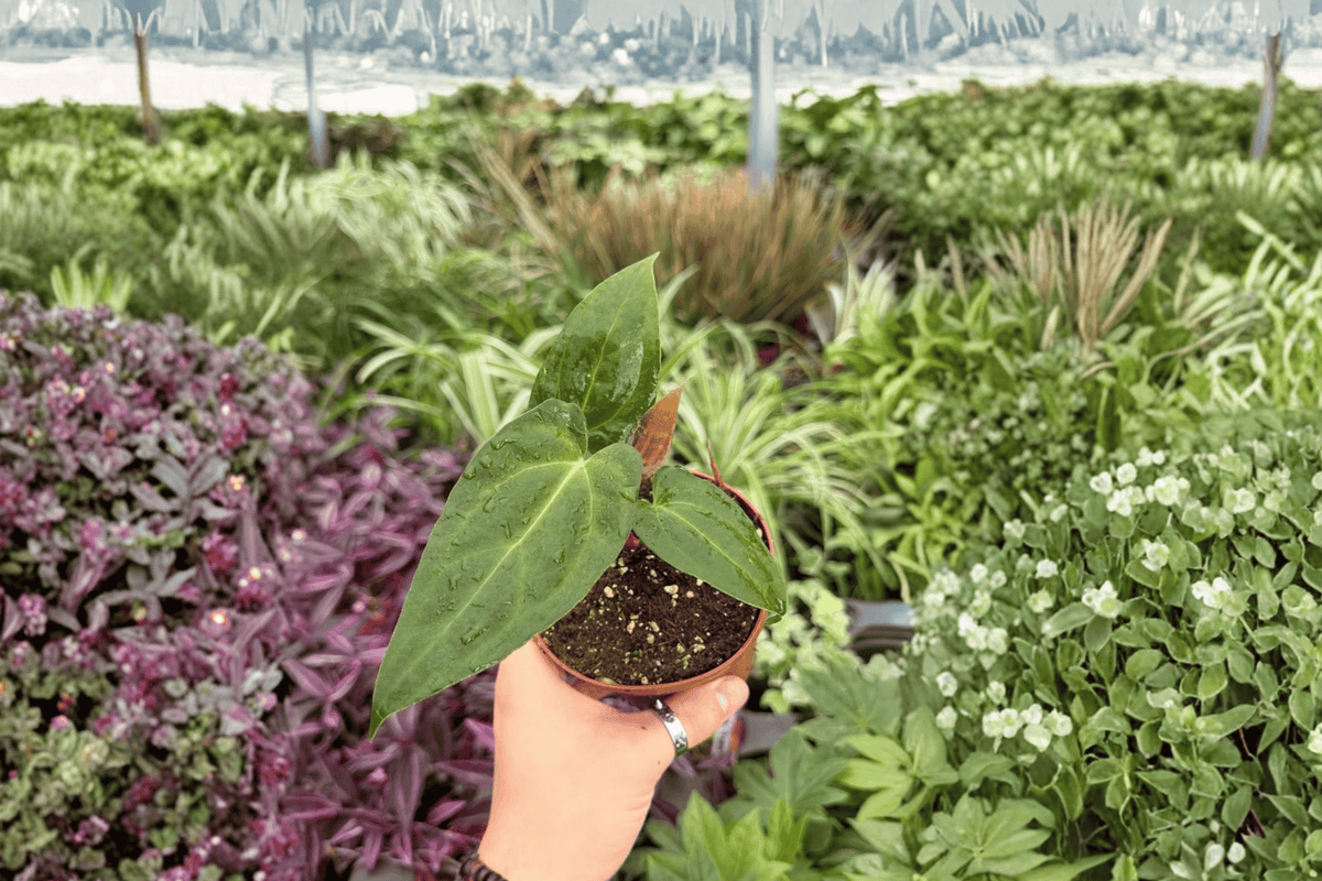 2 Exact Anthurium FS x Ferrari Live Plants – 4” Pot