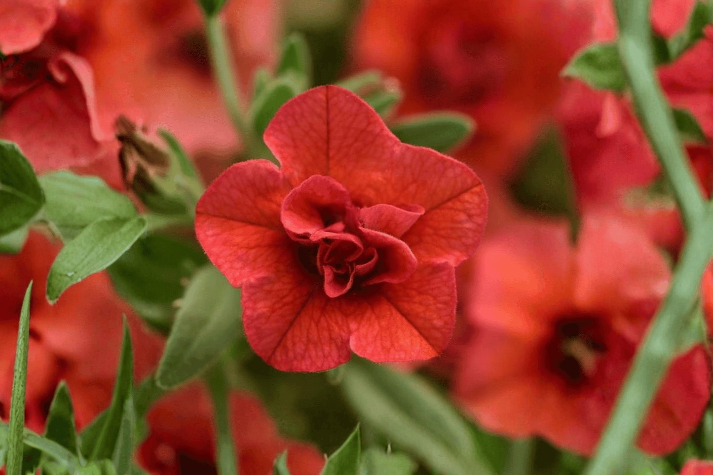 MiniFamous Uno Double Orange Million Bells 1 Live Plant – 4-Inch Pot – Calibrachoa ‘Double Orange’