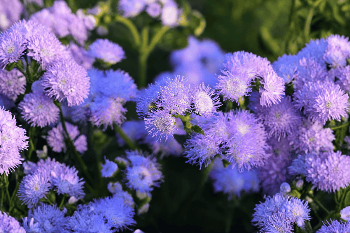 Blue Mistflower 1 Live Plant – Conoclinium coelestinum (Eupatorium coelestinum) – 1 Gallon Pot