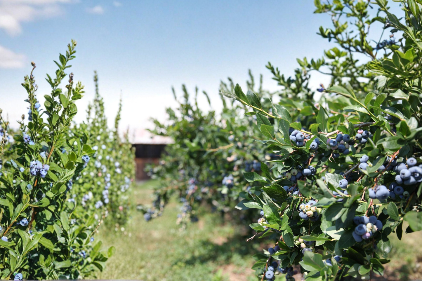 Powder Blue Blueberry Plant 1–3 Ft Live Fruit Bush, Rabbiteye Blueberry Shrub for Garden, Sweet Berry Plant Outdoor