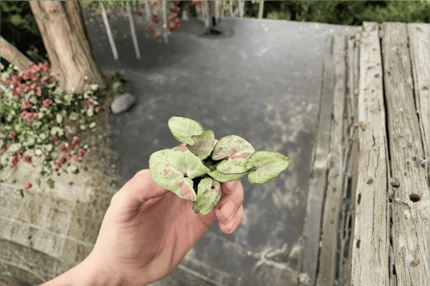 Syngonium Milk Confetti Live Starter Plant – 2 Plants Bare Root – Syngonium podophyllum 'Milk Confetti'