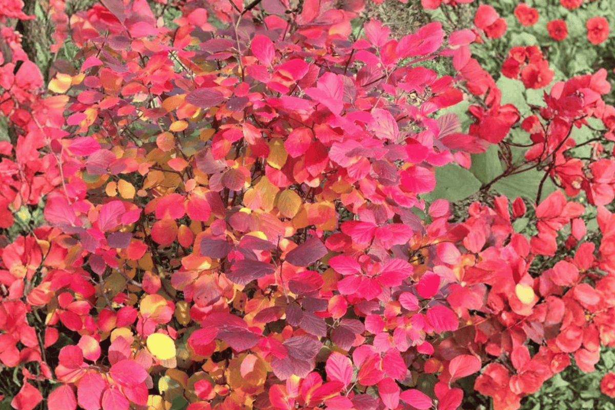 Legend of the Fall® Fothergilla 1 Live Shrub – Fothergilla × intermedia – 2 Gallon Pot