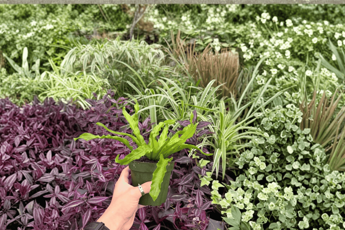 Hurricane Bird’s Nest Fern 2 Exact Live Plants – Asplenium antiquum ‘Hurricane’ 4” Bare Root