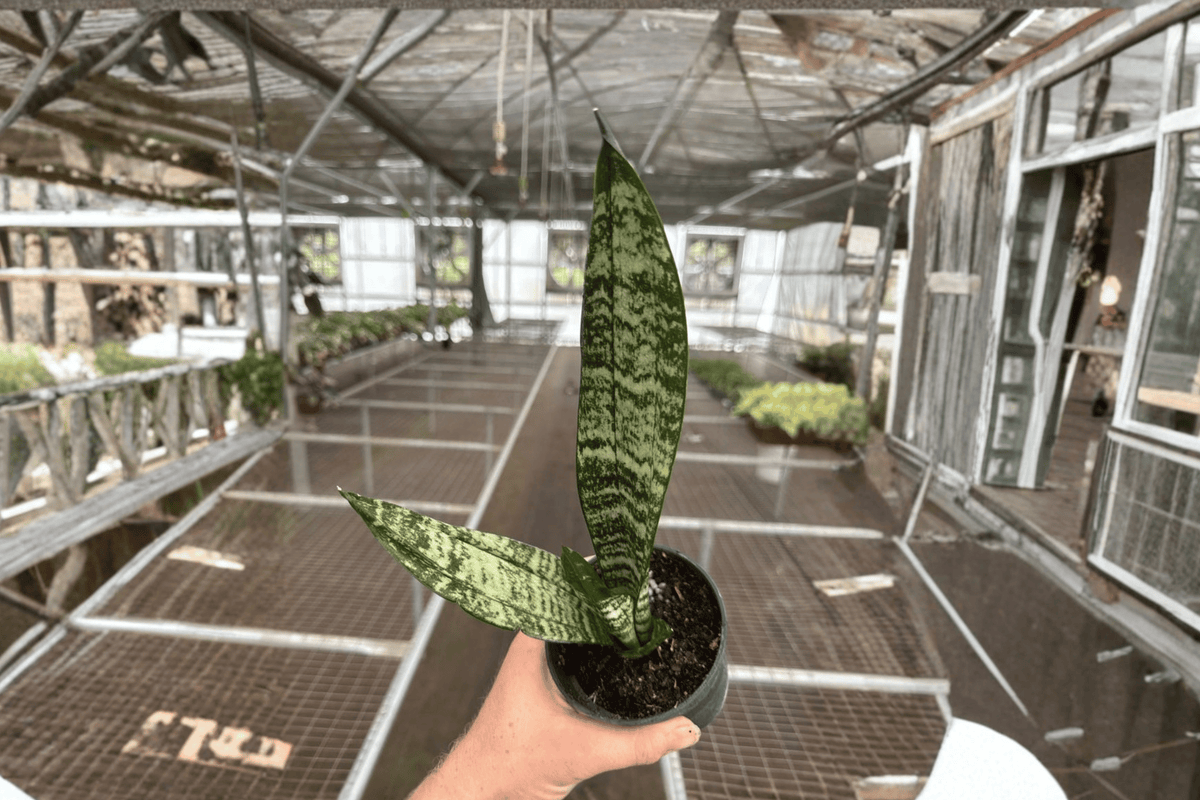 Sansevieria zeylanica 2 Live Plants – Dracaena trifasciata 4” Size Bare Root