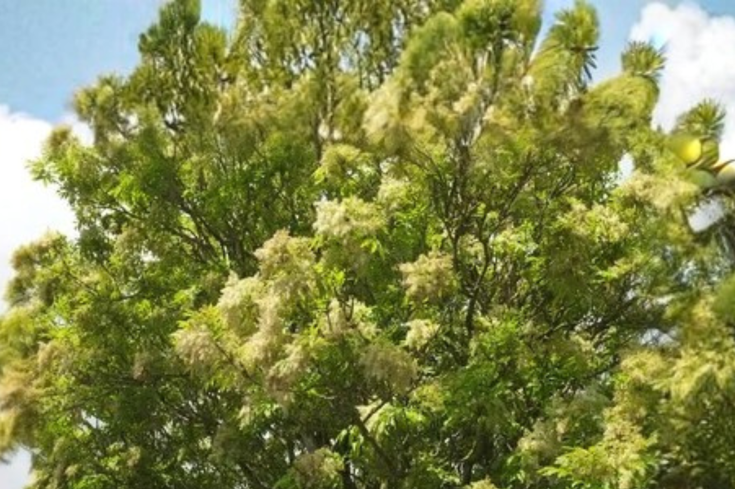 Arizona Ash Live Tree Plant – 2–3 Feet Tall – Fraxinus velutina