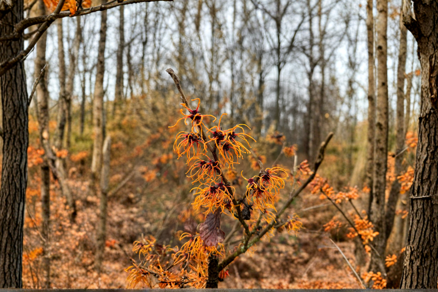 Brandis Witch Hazel Live Plant 12 Inch Tall – Hamamelis x intermedia Shrub Orange Winter Bloom Garden Plant 1 Year Graft