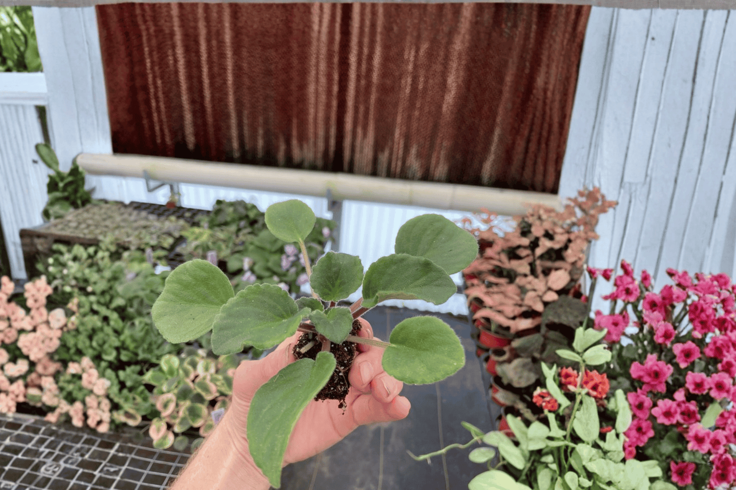 Sunset Kiss African Violet 2 Starter Live Plants – Streptocarpus ionanthus ‘Sunset Kiss’