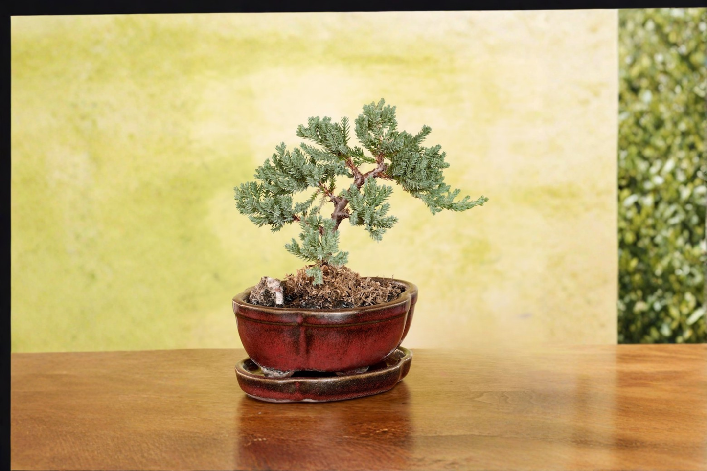 Juniper Bonsai Tree Procumbens Nana Live Plant 3 Inch Pot Japanese Bonsai Starter Outdoor Mini Tree Gift