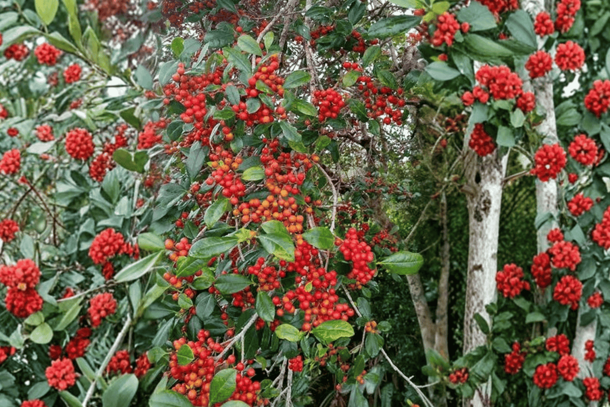 Royal Family Blue Holly 1 Live Prince & Princess Combination, 3 Gallon – Ilex × meserveae