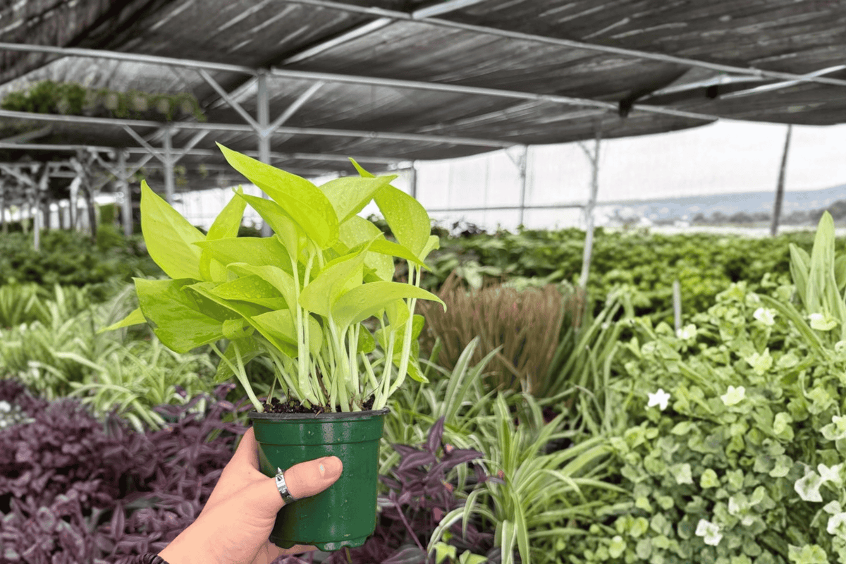Neon Pothos 2 Exact Live Plants – Epipremnum aureum ‘Neon’ Specific 4” Size Bare Root