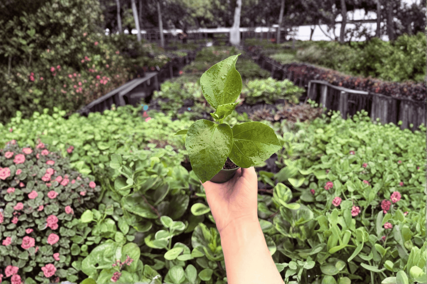 2 Rios Purple Sunset Hibiscus Starter Plants Bare Root – Hibiscus rosa-sinensis 'Rios Purple Sunset'