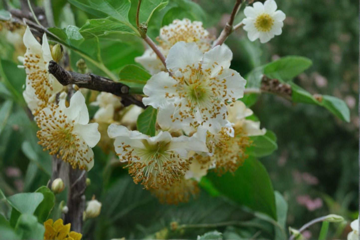 Male Fuzzy Kiwi Vine Live Plant Actinidia Deliciosa 1 Gallon Pot Pollinator Vine Climbing Garden Plant Hardy Kiwi