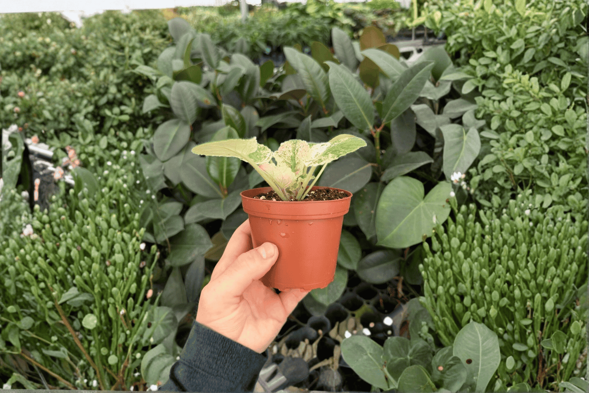 African Violet Harmony’s Love Bug 2 Exact Live Plants – 4-Inch Pots – Saintpaulia Hybrid