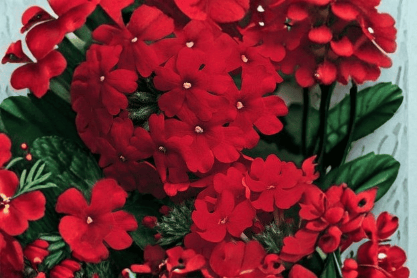 Vanessa Compact Red Garden Verbena Live Plant – 4-Inch Pot – Verbena × hortensis 'Vanessa Compact Red'
