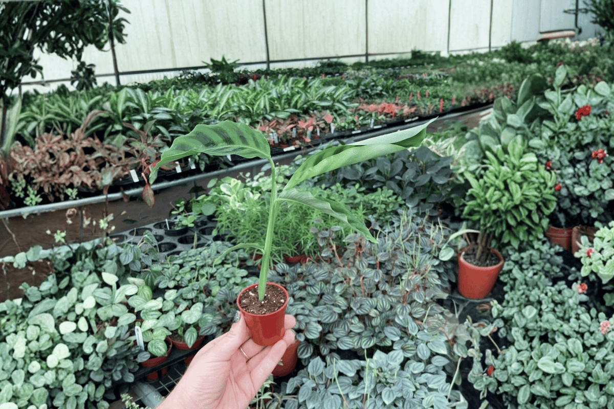 Calathea Zebrina 2 Starter Plants – Goeppertia zebrina 2” Size Bare Root