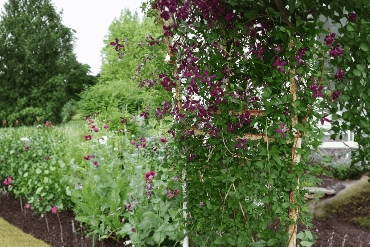 Sweet Summer Love Clematis 1 Live Plant – Clematis ‘Sweet Summer Love’ – 1 Gallon Pot