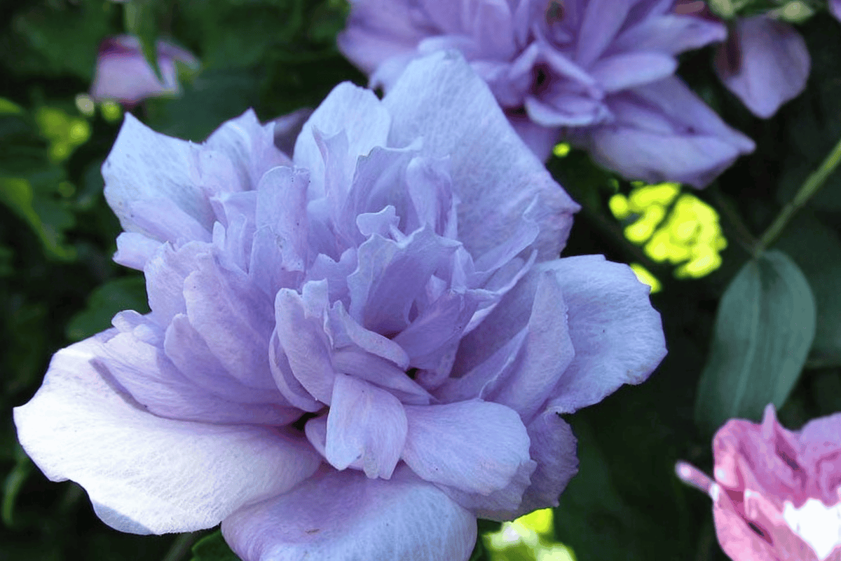 Blue Chiffon Rose of Sharon 1 Live Patio Tree, 3 Gallon – Hibiscus syriacus ‘Blue Chiffon’