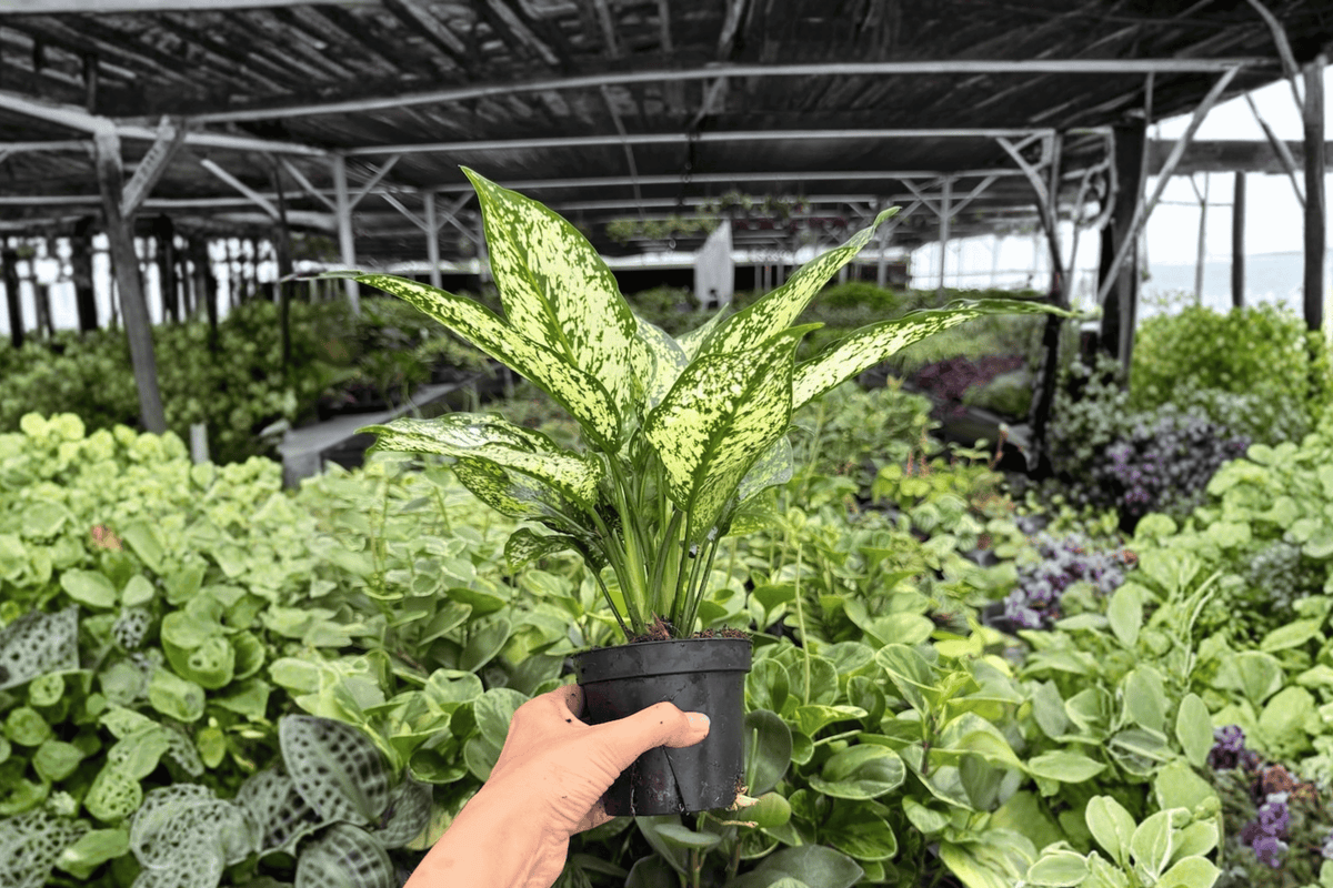 Aglaonema Wintery Winehouse – 2 Exact Live Plants, 4-Inch Size – Aglaonema ‘Wintery Winehouse’