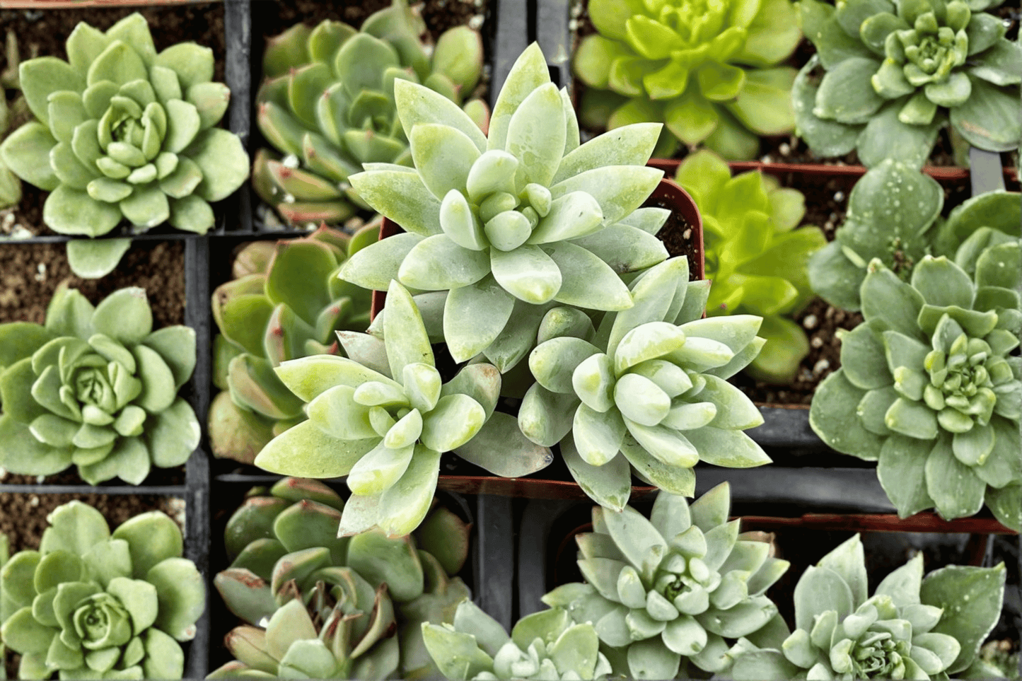 Blue Burrito Sedeveria 1 Live Succulent – 3.5-Inch Pot – Sedeveria ‘Blue Burrito’