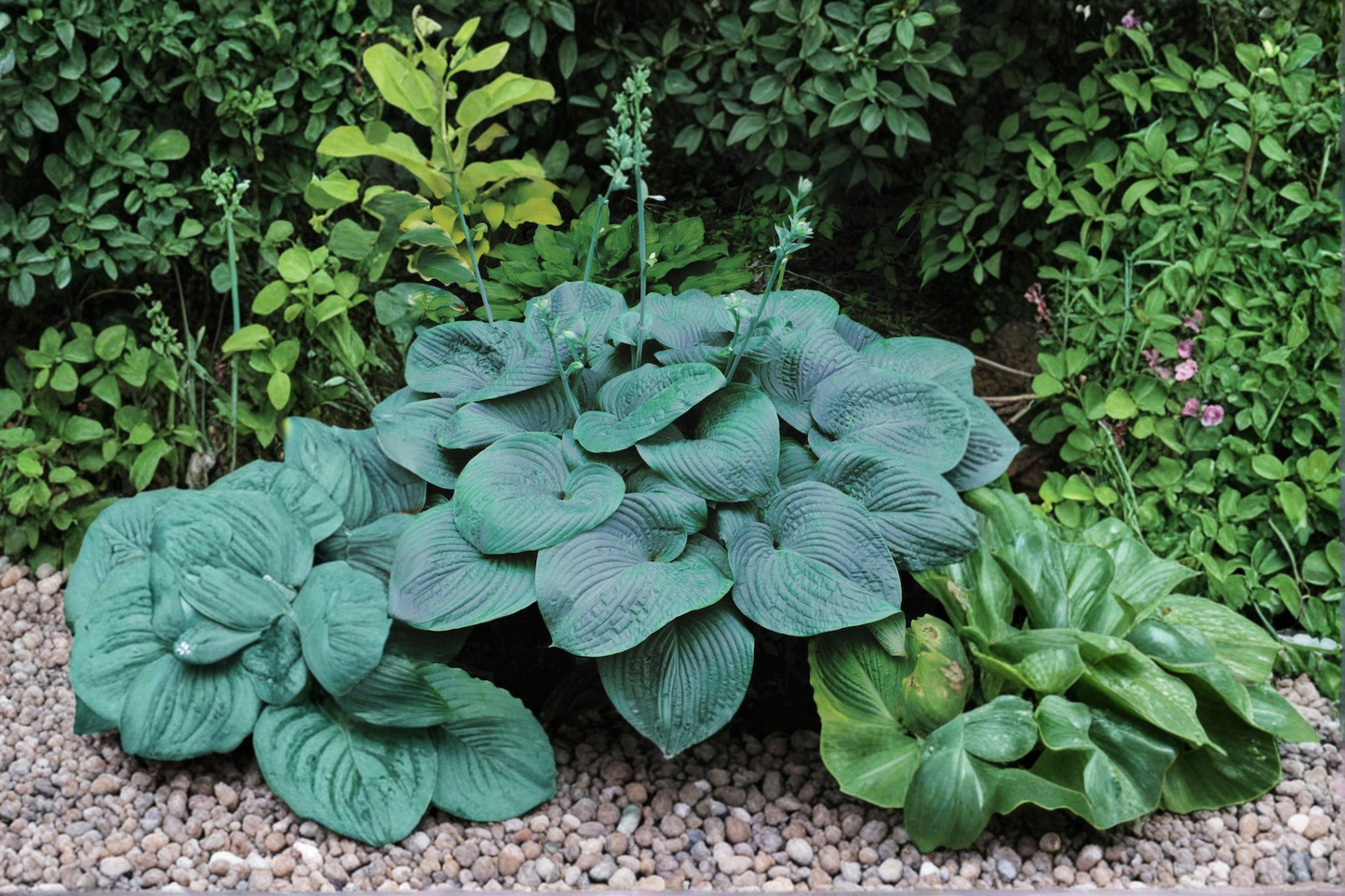 Halcyon Hosta 3 Inch Pot Blue Leaf Shade Perennial Garden Starter Plant Compact Foliage Border Plant