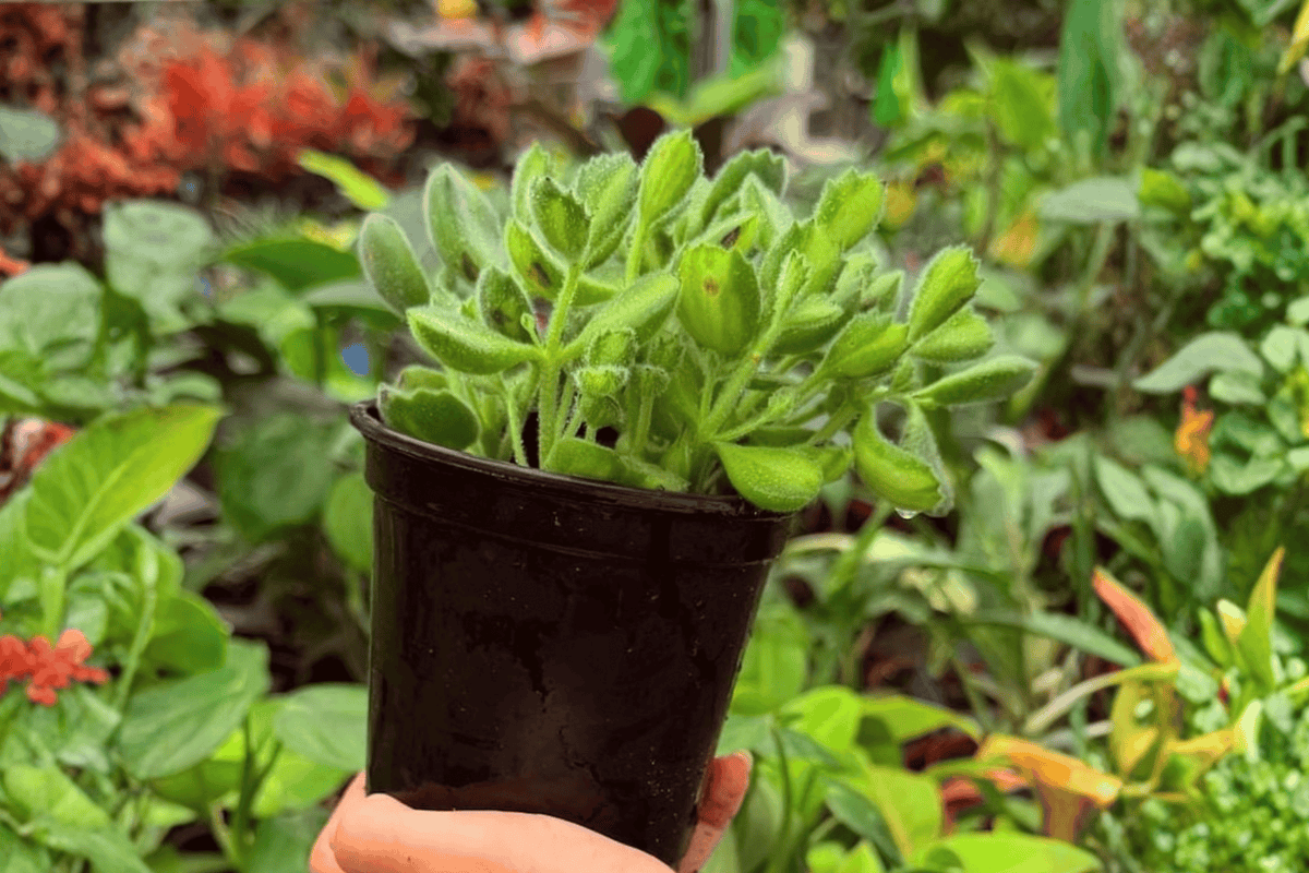 Variegated Bear Paw Cotyledon – 2 Exact Live Plants in 4” Pots
