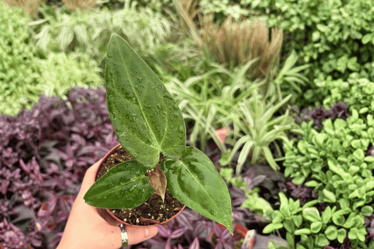 2 Exact Plant Anthurium FS x Ferrari – Specific 4” Pot