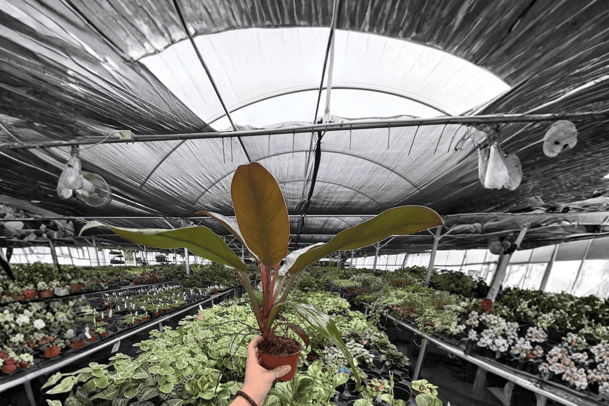 Philodendron Imperial Red 2 Exact Live Plants – Specific 4” Size