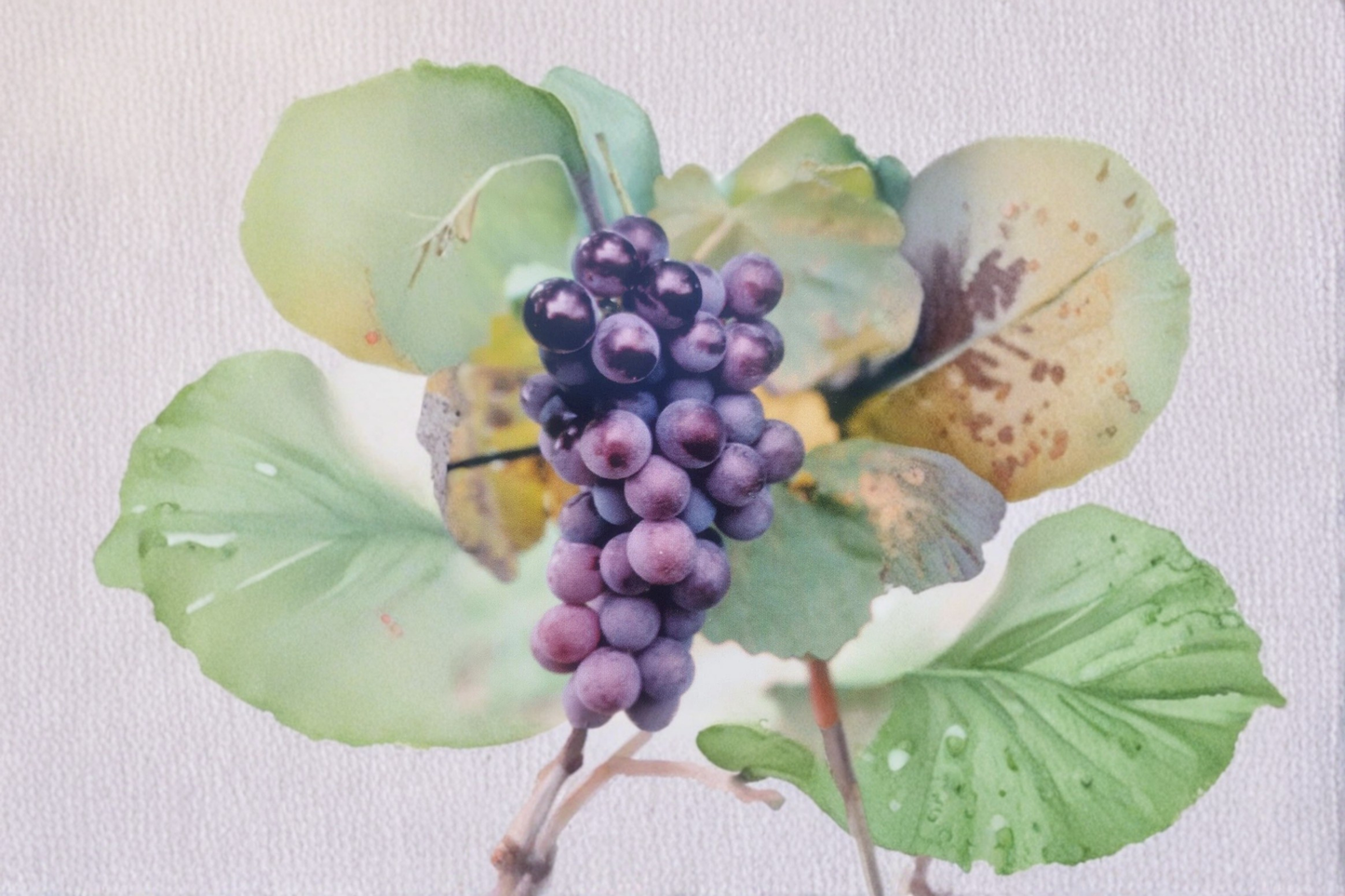Champanel Grape Vine Live Plant 3 Gal Sweet Grape Vine for Garden Vineyard, Hardy Fruit Vine for Outdoor Growing