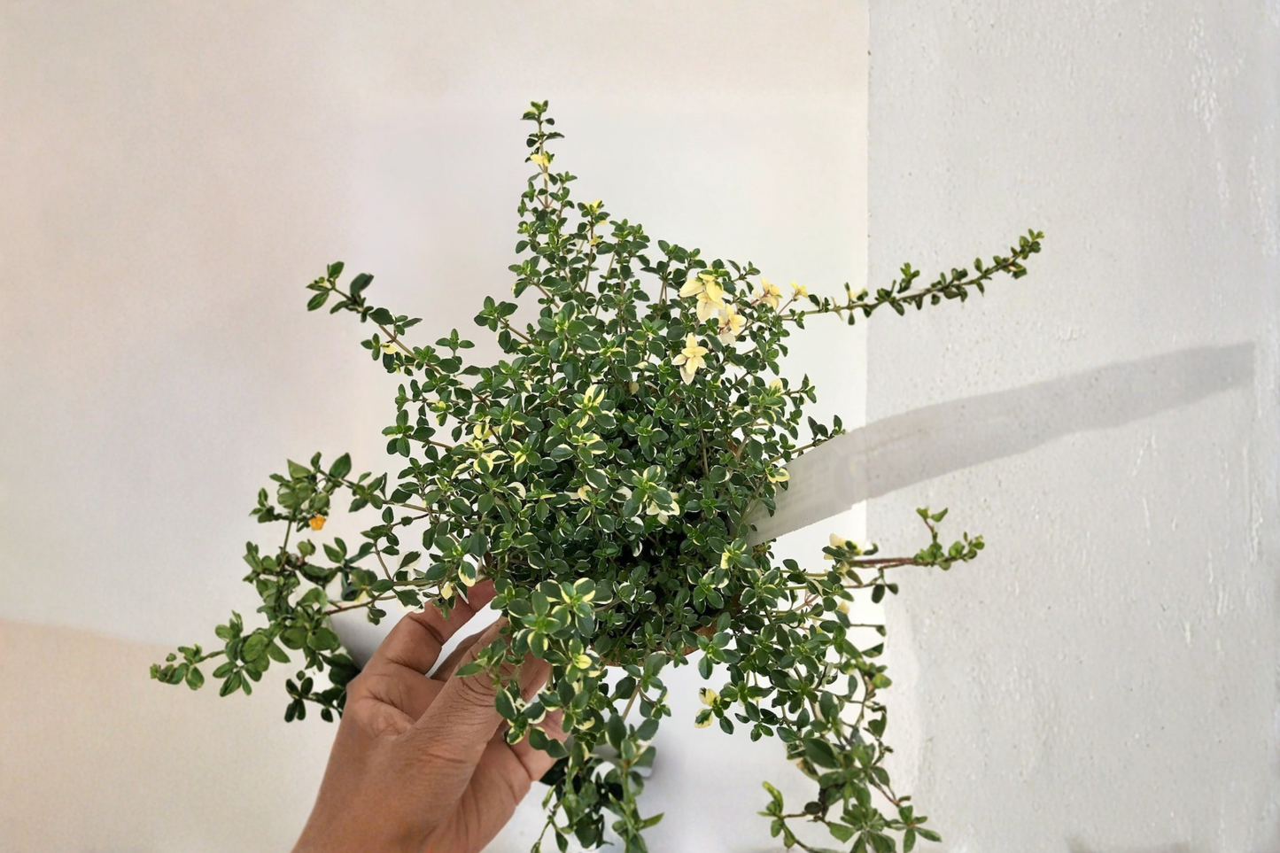 Foxley Thyme Live Plants Organic Perennial Herb 2 Rooted Plants 2 Inch Pots Variegated Thyme Garden Plant Free Shipping