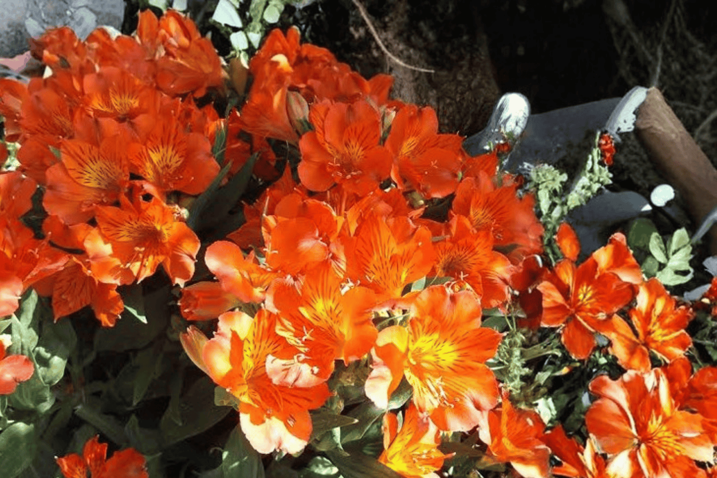 Princess Amina Princess Lily 1 Live Plant – 4-Inch Pot – Alstroemeria ‘Princess Amina’