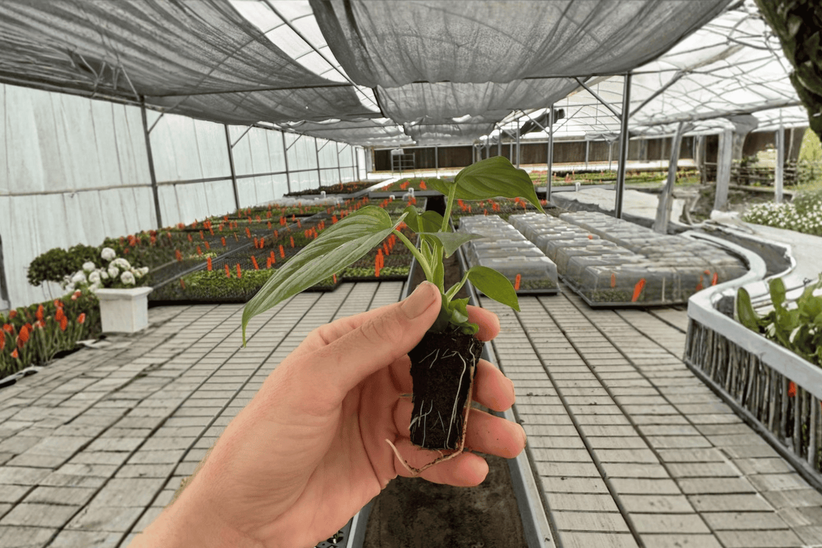 2 Philodendron Pastazanum Silver Cloud Starter Plants – 2” Pot Size