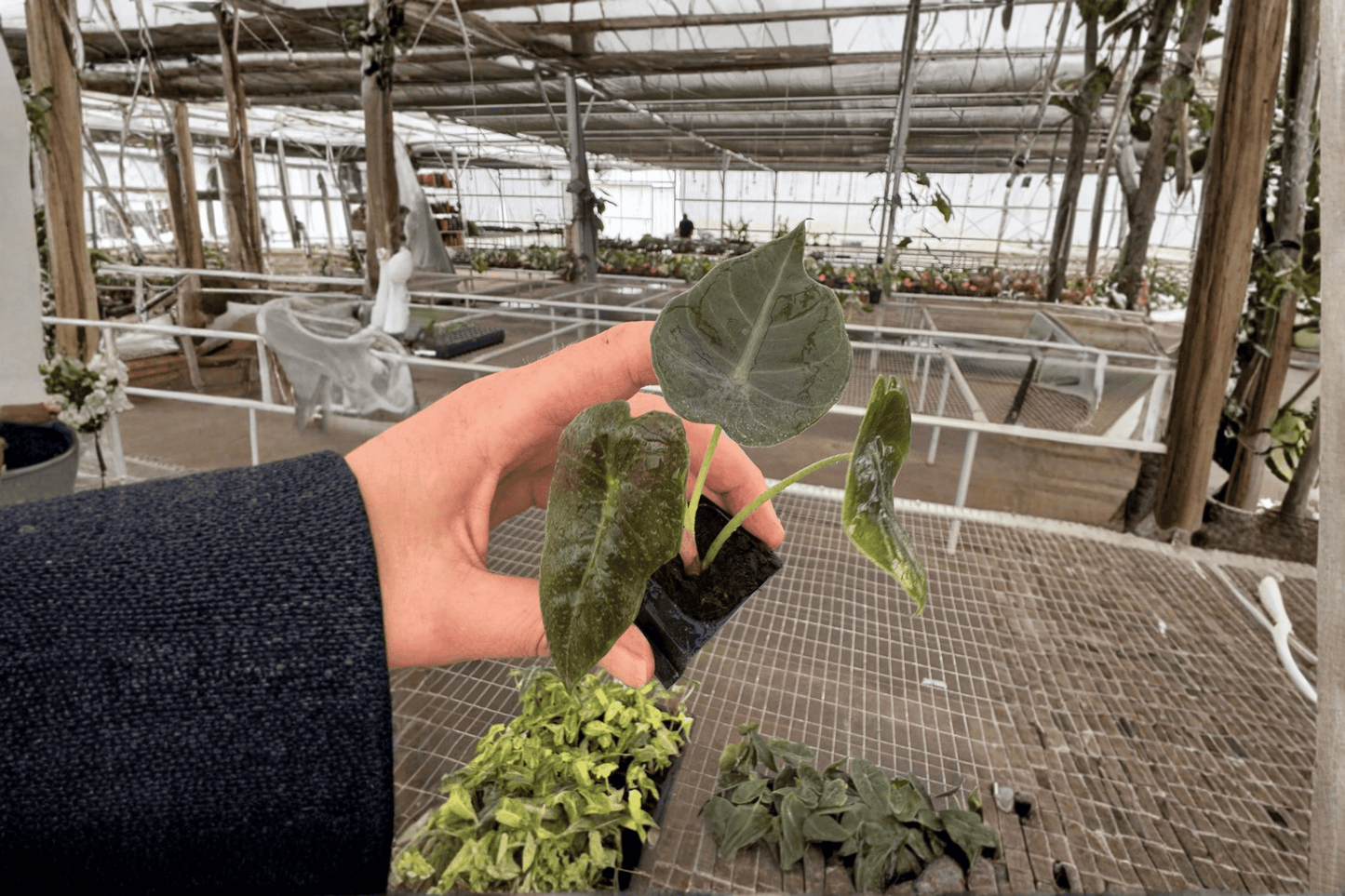 2 Alocasia Sedenii (Cuprea × Longiloba) Starter Plants – Bare Root Live Plants