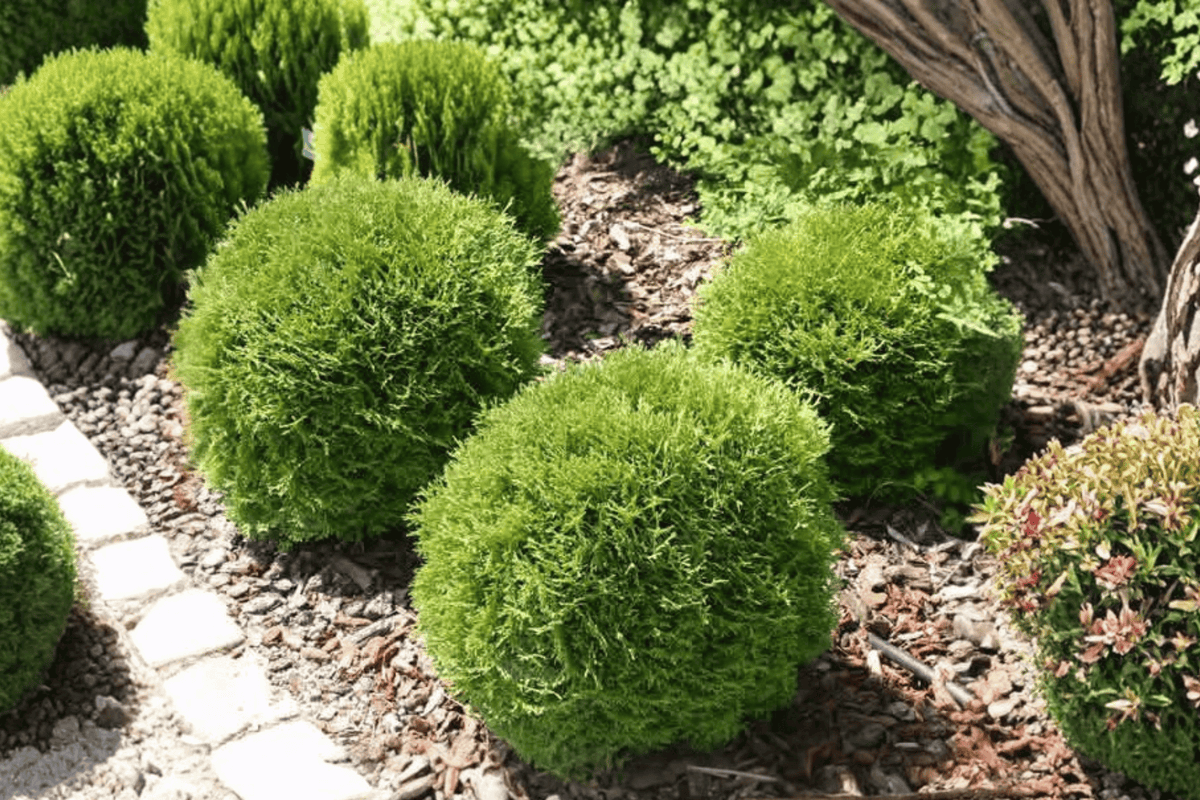 Danica Arborvitae 1 Live Plant – Thuja occidentalis ‘Danica’ – 3 Gallon Pot