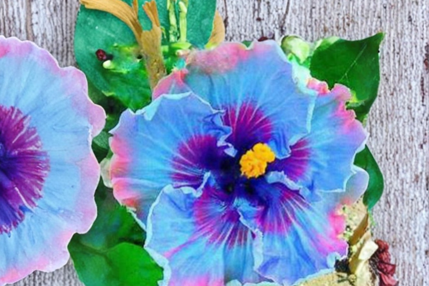 Rare Dark Purple Giant Hibiscus Seeds Tropical Flower Plant for Indoor Outdoor Growing 3 Seeds with Instructions USA Seller