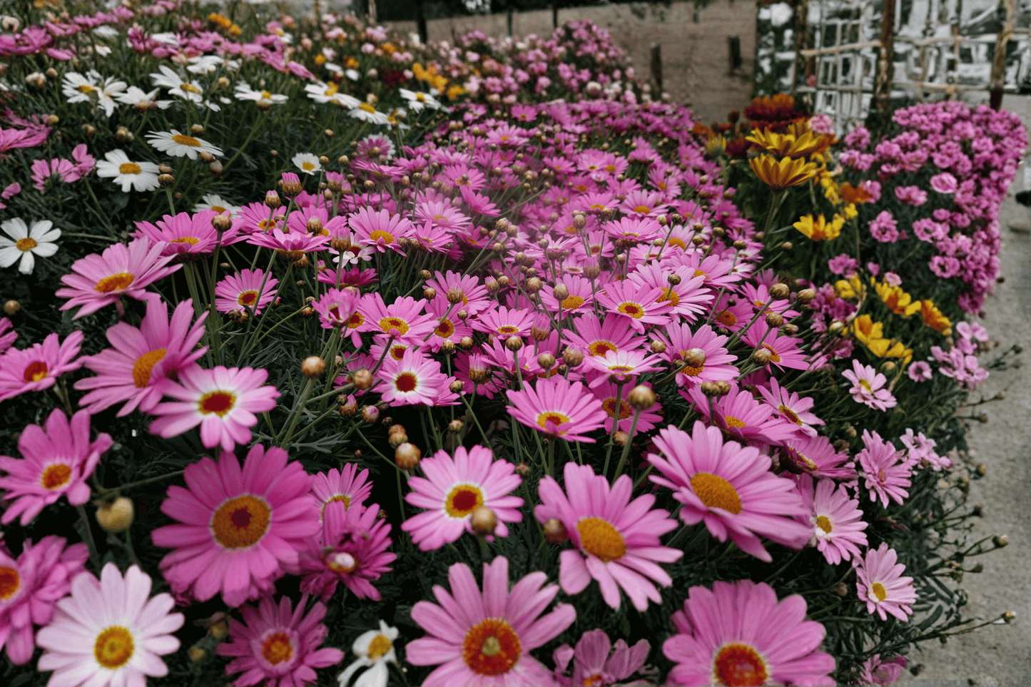 Grandaisy Pink Halo Marguerite Daisy 1 Live Plant – 4-Inch Pot – Argyranthemum ‘Grandaisy Pink Halo’