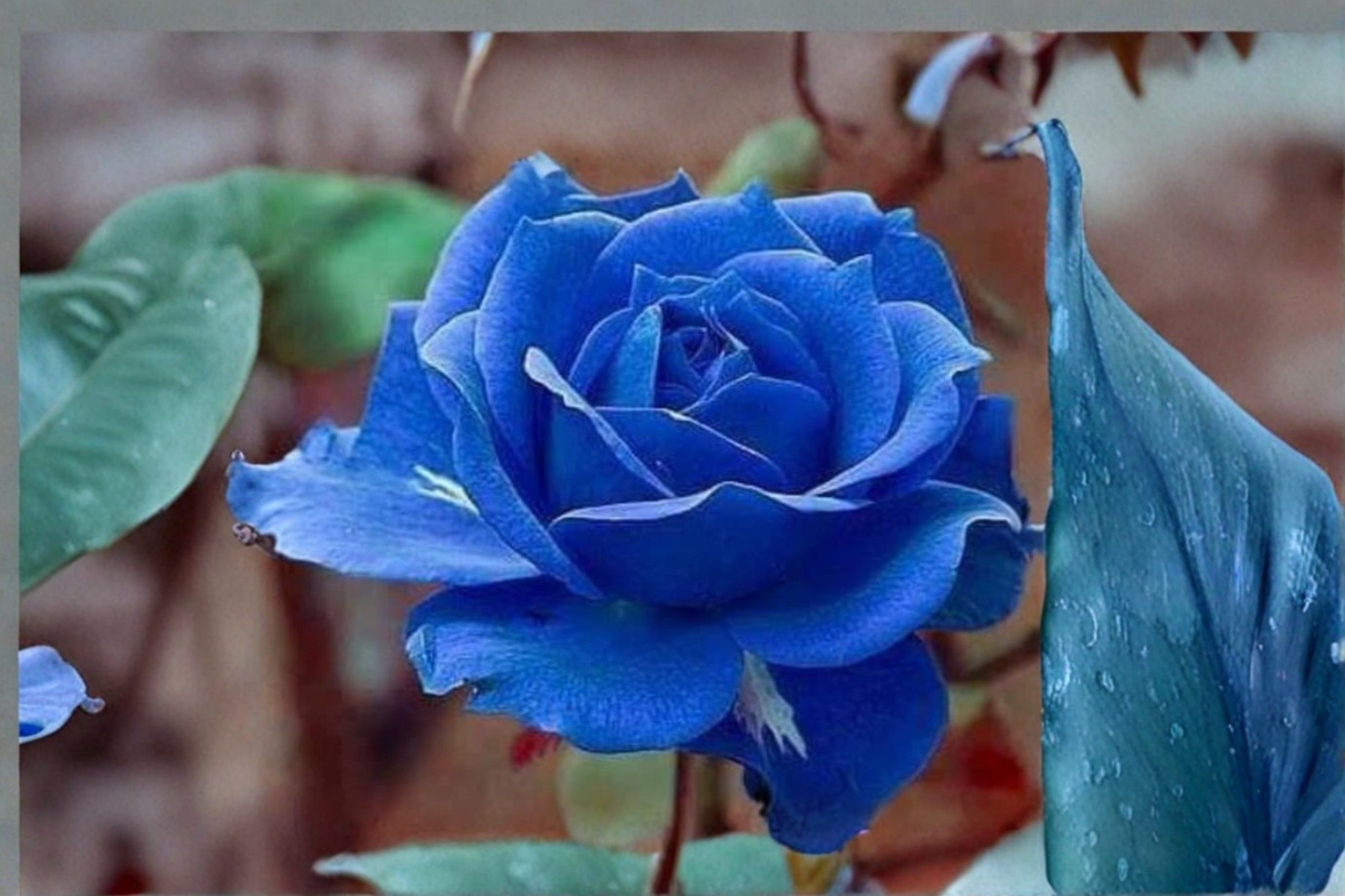 Midnight Blue Rose Seeds Fragrant Purple Flower Bush Indoor Outdoor Garden Planting 10 Seeds