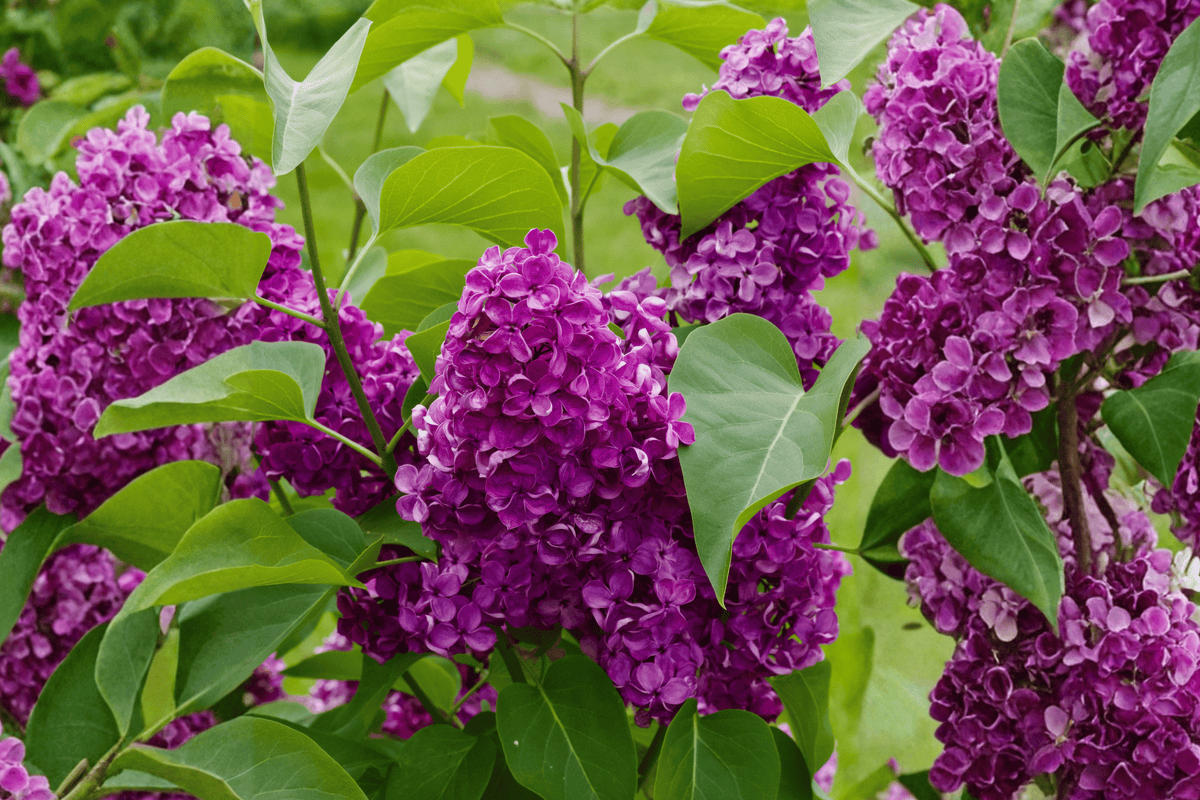 Bloomerang® Dark Purple Lilac – 1 Live Standard-Form Shrub, 3-Gallon Size – Syringa ‘Penda’
