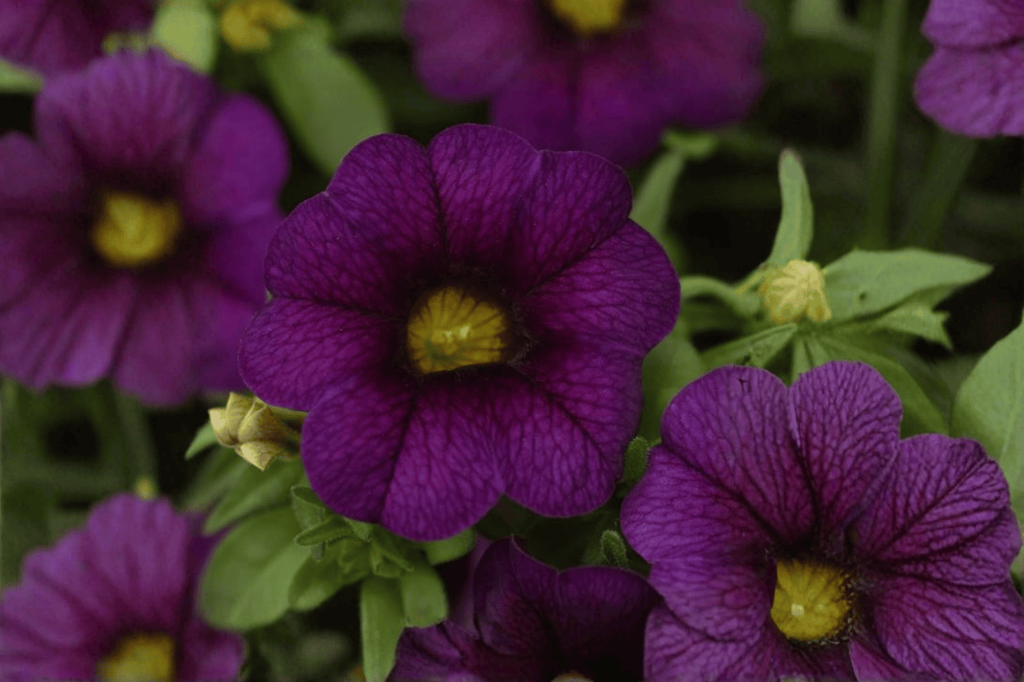 MiniFamous Neo Dark Blue Million Bells 1 Live Plant – 4-Inch Pot – Calibrachoa ‘Kleca17399’
