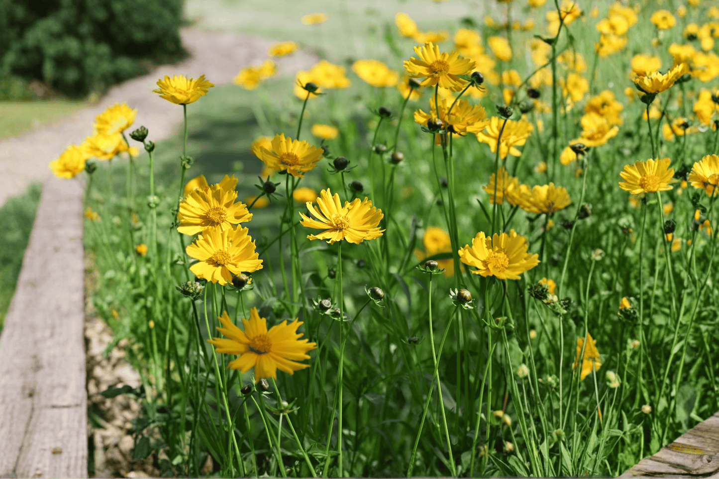 Jethro Tull Fluted Tickseed 1 Gallon Live Plant – Coreopsis ‘Jethro Tull’