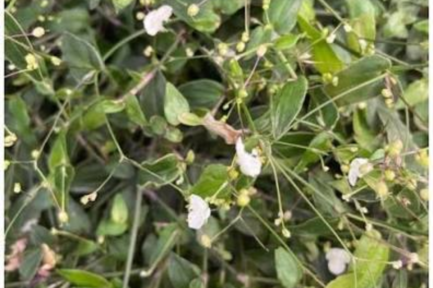 10 Tahitian Bridal Veil Live Cuttings – Gibasis pellucida – Easy Flowering Plant